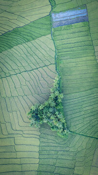 Aerial view of lush green rice terraces and a cluster of palm trees forming geometric patterns in the rural landscape, Bajawa, Nusa Tenggara Timur, Indonesia.