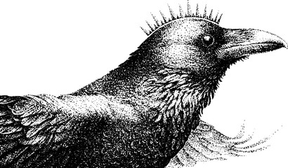 Obraz premium Crow profile with feather crest looking right isolated background