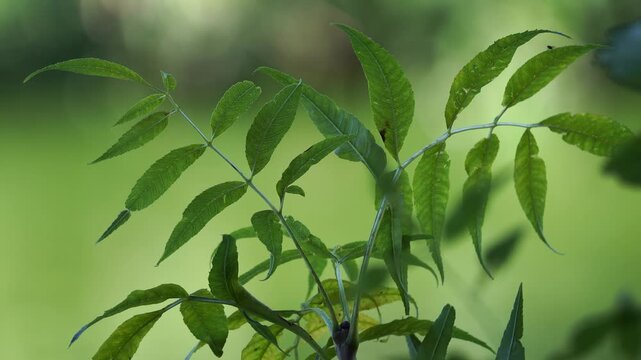 European ash leaves swaying in the wind