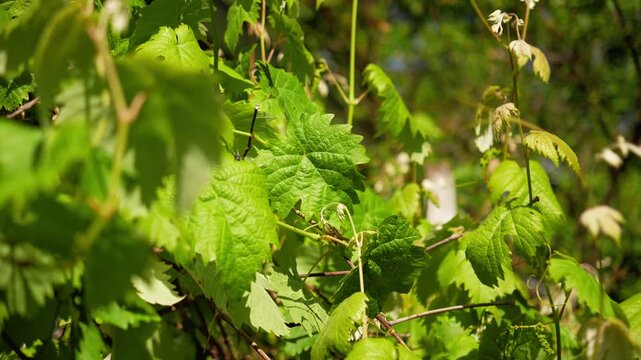 Fresh grapevine leaves illuminated by sunlight in a vineyard setting. Concept of agriculture, organic farming, sustainability and rural production