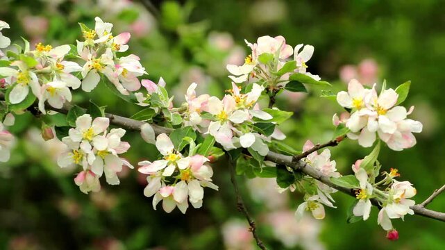 Apple blossoms moving gently in a light breeze during springtime with soft natural light.