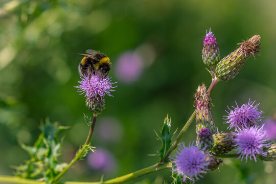 Abeille sur une fleur de chardon dans une prairie