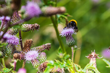 Abeille et fleure de chardon © Laurent Urbain
