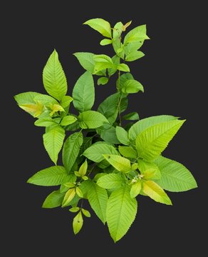 Vibrant Yellow Elder Plant PNG - Isolated Tecoma Stans Trumpet Flower and Foliage Cutout Premium high-resolution PNG cutout of a vibrant Yellow Elder flower plant.