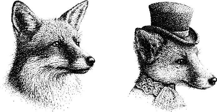 Fox head portrait and dressed fox wearing top hat on white background