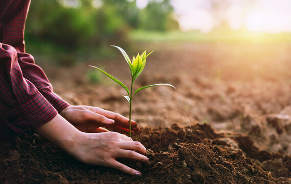 Hands gently place a seedling in rich, warm soil