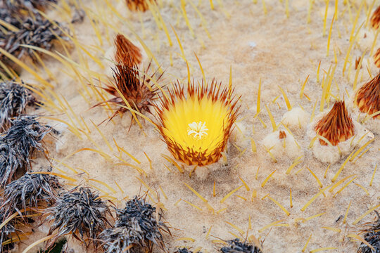Golden barrel cactus - Echinocactus grusonii - showing a vibrant yellow flower opening among its sharp spines and fuzzy areoles