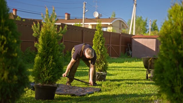 Man planting young thuja evergreens in sunny backyard, digging holes and transferring potted trees into grass to improve residential landscaping and garden curb appeal