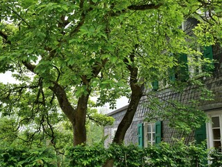 Fototapeta premium A medium shot captures a mature walnut tree with a sprawling green canopy and thick gnarled branches. The vibrant foliage partly obscures a traditional cottage in the background. The building features