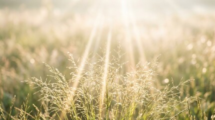 Fototapeta premium Sunlight Glimmers on Dewy Grass in Early Morning Meadow