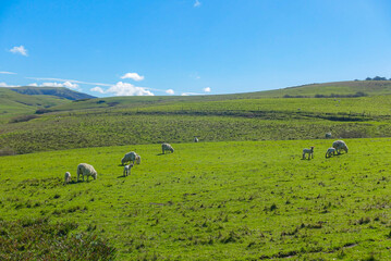 Obraz premium herd of sheep at tomales, California on a sunny February day 