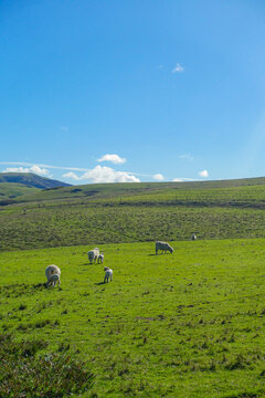 landscape with cows in tomales, California on a sunny day in February 