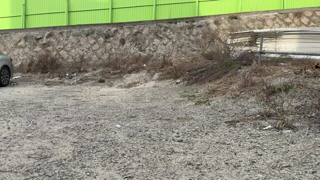 Stray calico cat walking across gravel lot near stone wall