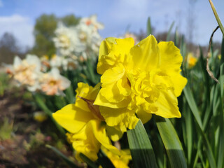 Fototapeta premium Blooming flower. Blooming yellow daffodil flower. Blossomed narcissus growing in ground on sunny spring day. Blossoming inflorescence with petals and green leaves. Flowerbed. Growing varietal