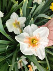 Fototapeta premium Person holding blooming daffodil flower in hand palm. Blooming narcissus flower close-up. Blossomed flower with white orange pink petals, stamens and green leaves growing in ground. Natural background