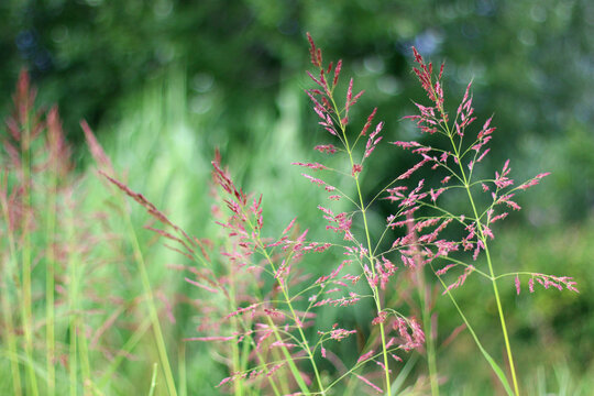 Colorful plants in a Mediterranean garden. Selective focus.