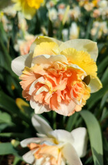 Fototapeta premium Beautiful blooming flower daffodil Flower Surprise on sunny spring day. Blooming narcissus flower close-up. Blossomed multi-colored flower with petals, stamens and green leaves growing in ground.