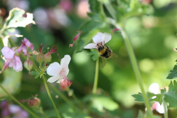 Naklejka premium a bumblebee on a flower