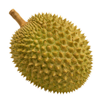 Durian isoliert auf transparentem Hintergrund, extrahiert, freigestellt, png Datei