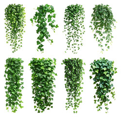 Fototapeta premium PNG Lush cascading green ivy plants on transparent background