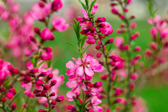 Detailed almond flowers in pink bloom along green branches, with a soft-focus backdrop highlighting seasonal beauty and freshness.