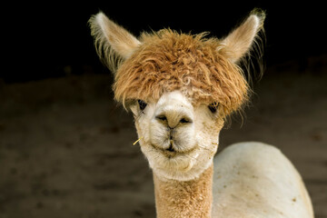 lama de face © Laurent Urbain