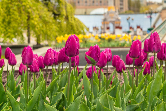 Vibrant purple tulips bloom across a lush spring garden, forming a rich and colorful floral field with fresh green leaves.