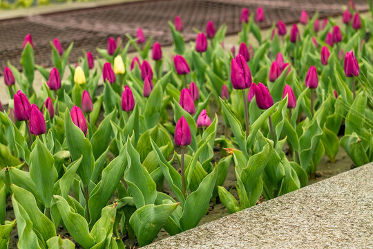 Delicate purple tulips bloom gracefully, forming a peaceful floral field enriched by natural green surroundings.