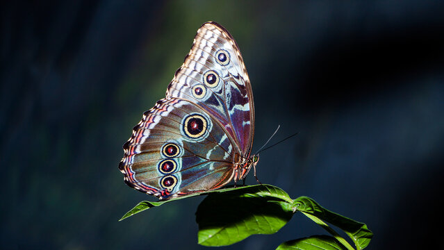 butterfly on a leaf
