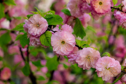 Spring garden environment showcasing a flowering almond tree with rich pink blooms densely distributed along its spreading branches.