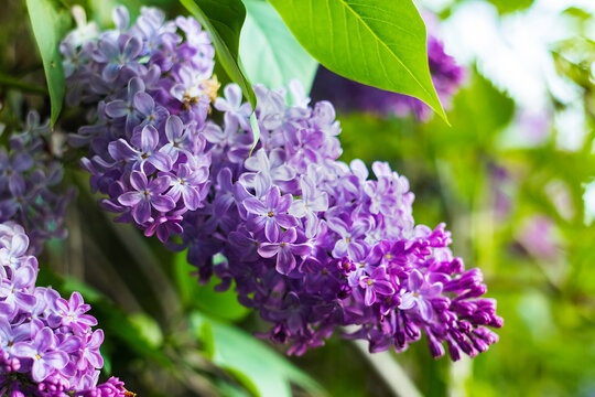 Delicate purple lilac flowers in full bloom, creating a natural spring background with soft light and fresh greenery.