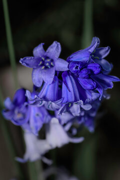 fleure de type lys mauve