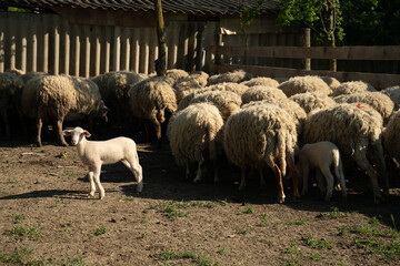 Fototapeta premium Sheep are waiting their turn to be milked.