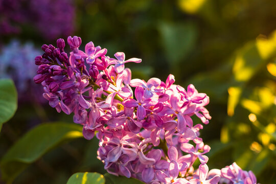 Fragrant lilac shrub with rich purple flowers and green leaves, bathed in soft golden sunset tones in a spring garden.