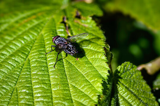 mouche en gros plan sur feuille verte
