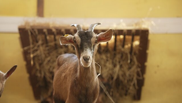 Domestic goat standing in a barn, looking directly at the camera with a piece of hay in its mouth, showing its horns and ear tag against a blurred hay feeder background