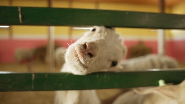 White domestic goat with a curious face and tilted head looking directly at the viewer, peeking through the green wooden fence of its pen inside a barn