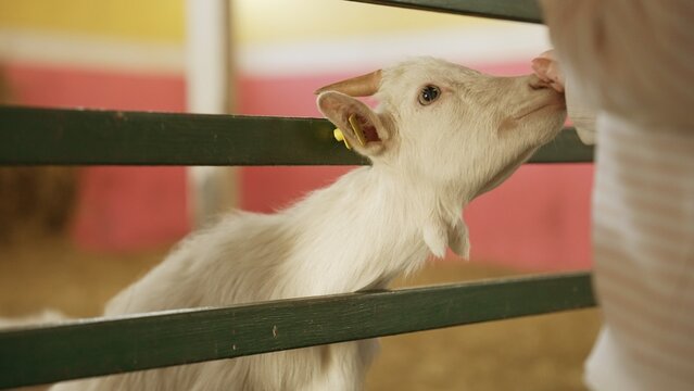 Small white kid goat with ear tag reaches through a wooden fence to nuzzle a human hand, gentle farm interaction showing trust, care and a sweet rural bond