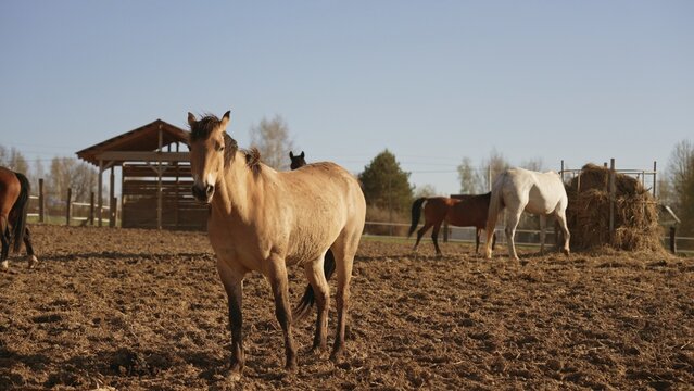 Horses standing and feeding in a dry paddock by a wooden shelter and hay feeder under a clear blue sky on a sunny farm, showcasing rural equine life and health