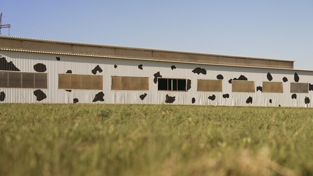 Modern farm building with bold black and white cow print on corrugated metal siding, set against a clear blue sky and green field, vibrant rural architecture and design
