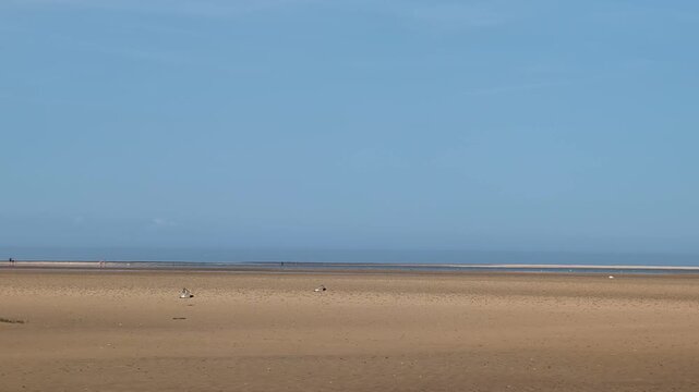 Smooth panning footage across a sandy beach as two oystercatchers fly gracefully along the shoreline and land near the water&rsquo;s edge