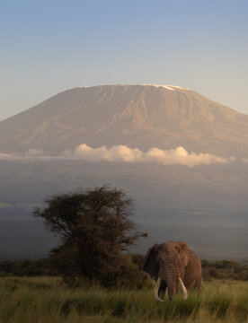 African elephant standing in the grassland with Mount Kilimanjaro in the background at sunset