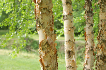 Naklejka premium Birch Trees