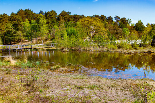 Roode Beek stream between marshy terrain, rustic wooden bridge and green pine trees in wooded landscape in background, Brunssummerheide nature reserve, sunny day in Brunssum, Netherlands