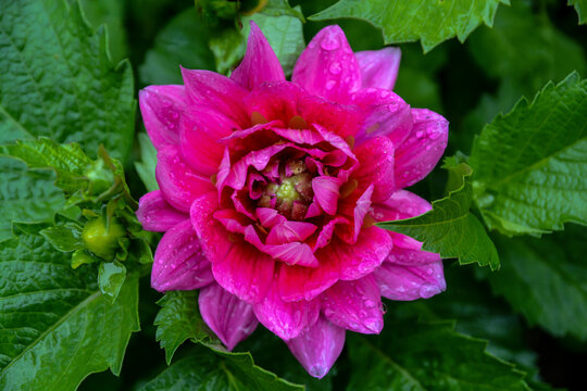 Dahlia cam&eacute;lia Onesta