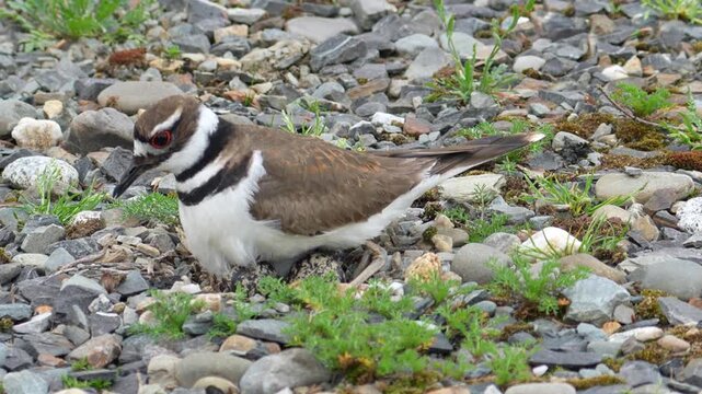 Protective Mother Killdeer Nesting on Four Eggs