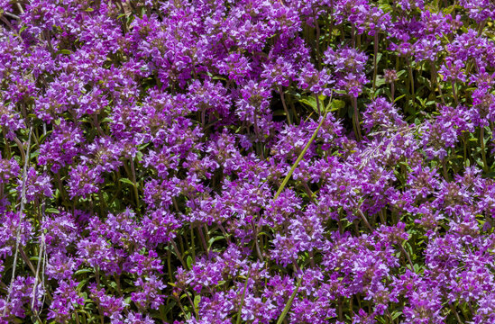 A vibrant carpet of Creeping thyme (Thymus serpyllum), a low-growing, aromatic medicinal perennial herb