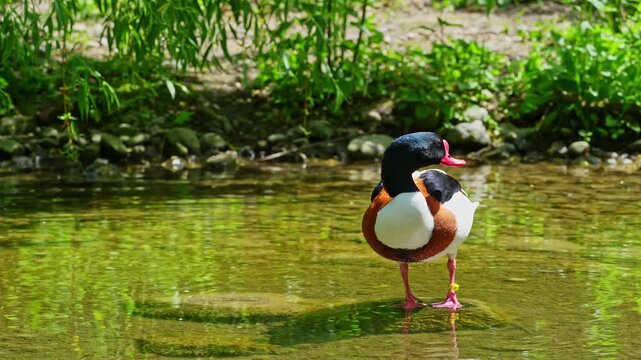 The common shelduck, Tadorna tadorna is a waterfowl species of the shelduck genus, Tadorna.