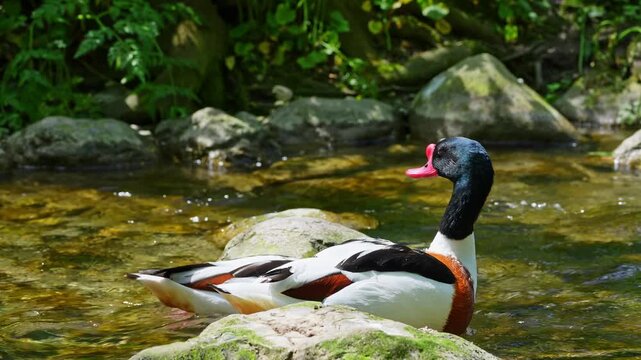 The common shelduck, Tadorna tadorna is a waterfowl species of the shelduck genus, Tadorna.