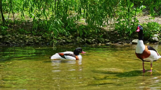 The common shelduck, Tadorna tadorna is a waterfowl species of the shelduck genus, Tadorna.